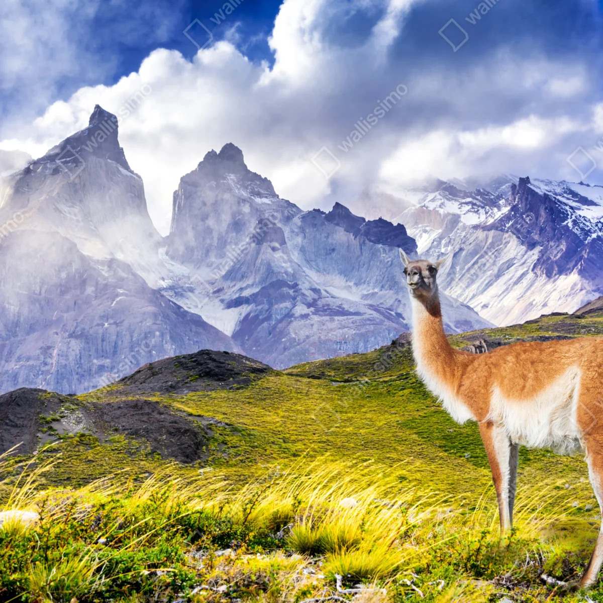 Naklejka na laptopa Torres del Paine Patagonia krajobraz z guanako Naklejka na laptopa Torres del Paine Patagonia krajobraz z guanako