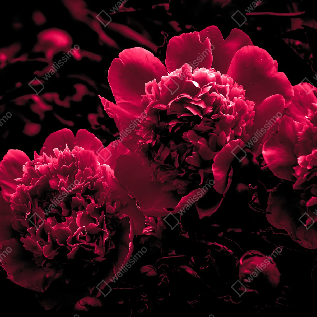 Schrankaufkleber stimmungsvolle rosa pfingstrosen Schrankaufkleber stimmungsvolle rosa pfingstrosen