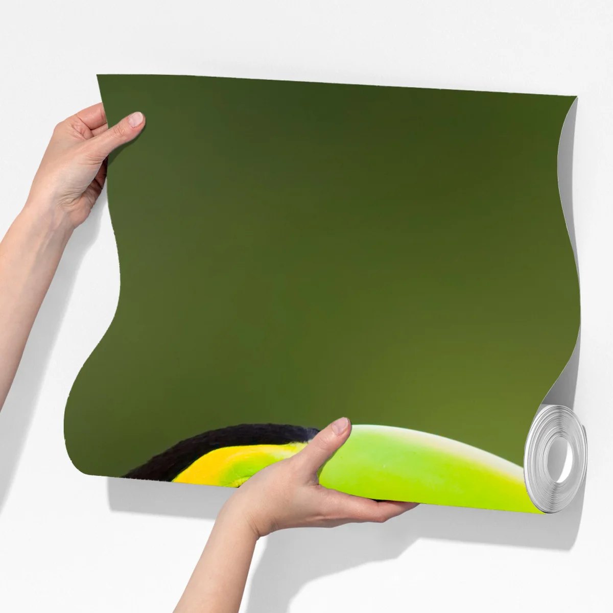 Fototapeta żywy portret tukana Fototapeta żywy portret tukana