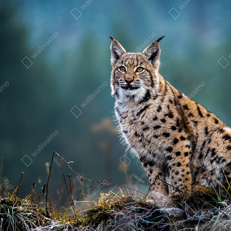 Fototapete majestätischer luchs in natürlichem habitat Fototapete majestätischer luchs in natürlichem habitat