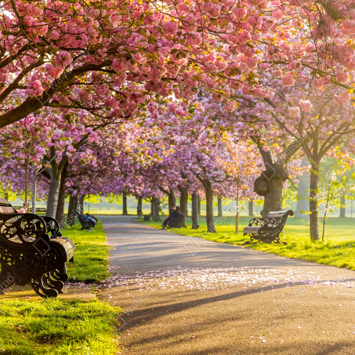 Tischaufkleber und Schreibtischaufkleber kirschblütenallee im frühling Tischaufkleber und Schreibtischaufkleber kirschblütenallee im frühling