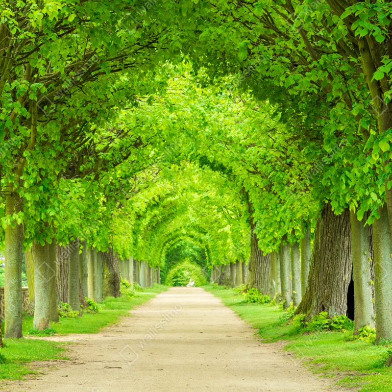Repositionierbarer Aufkleber grüner baumtunnel Repositionierbarer Aufkleber grüner baumtunnel