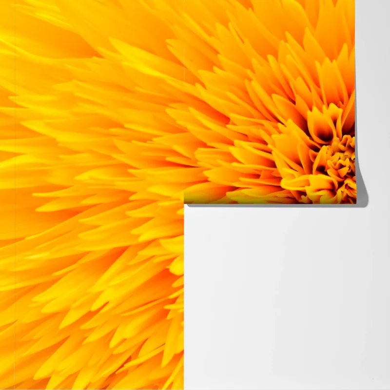 Fototapete strahlende sonnenblume nahaufnahme Fototapete strahlende sonnenblume nahaufnahme