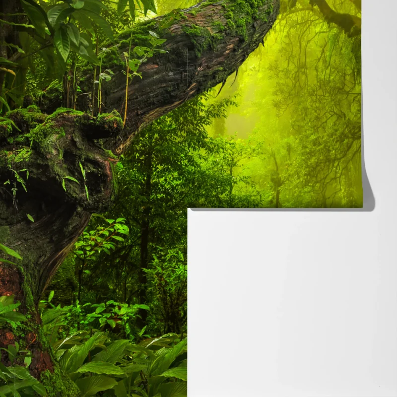 Fototapete mystischer grüner waldpfad Fototapete mystischer grüner waldpfad