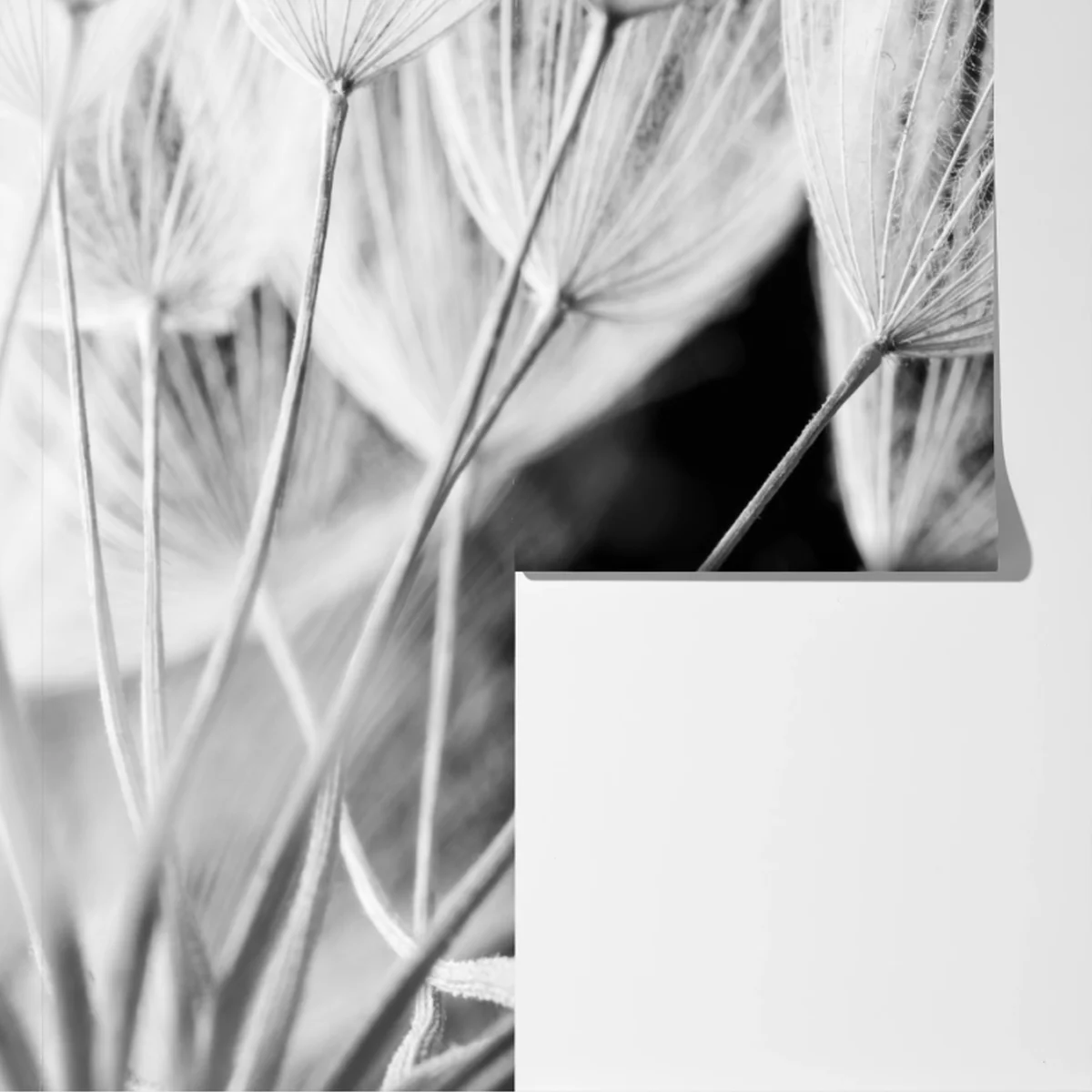 Fototapeta delikatne zbliżenie nasion dmuchawca czarno-białe Fototapeta delikatne zbliżenie nasion dmuchawca czarno-białe