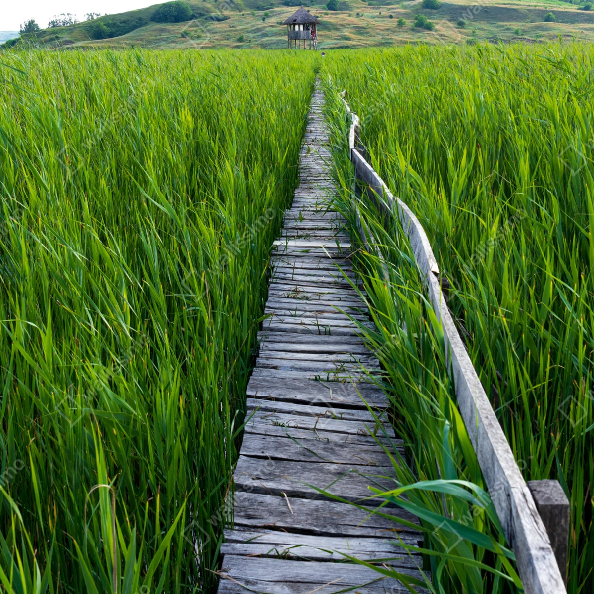 Fototapete ruhiger grüner steg durch schilfland zur rustikalen hütte Fototapete ruhiger grüner steg durch schilfland zur rustikalen hütte