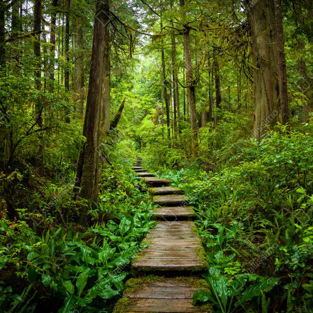 Türaufkleber ruhiger waldsteg Türaufkleber ruhiger waldsteg