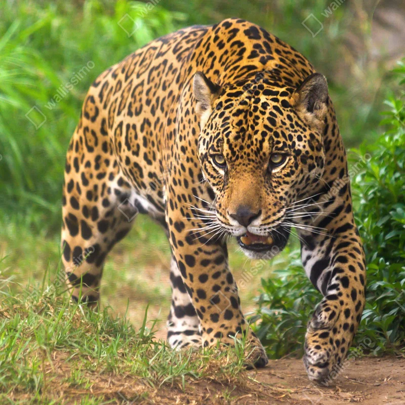 Fototapeta majestatyczny jaguar w naturze Fototapeta majestatyczny jaguar w naturze