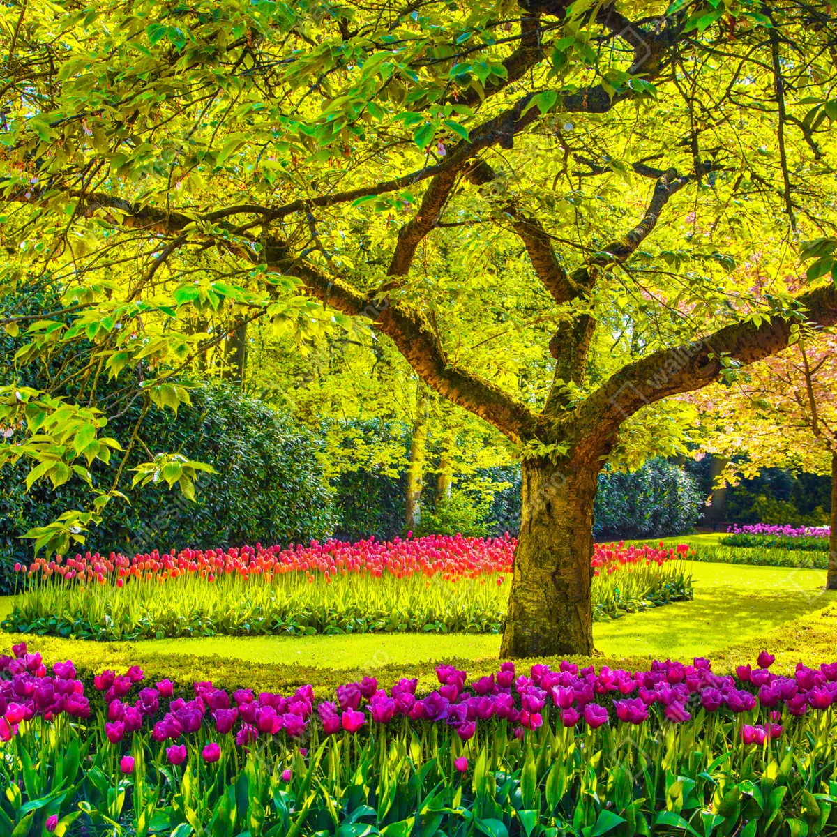 Kühlschrankaufkleber bunter tulpengarten in Keukenhof Kühlschrankaufkleber bunter tulpengarten in Keukenhof