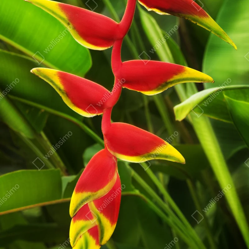 Poster leuchtende heliconia im tropischen laub Poster leuchtende heliconia im tropischen laub