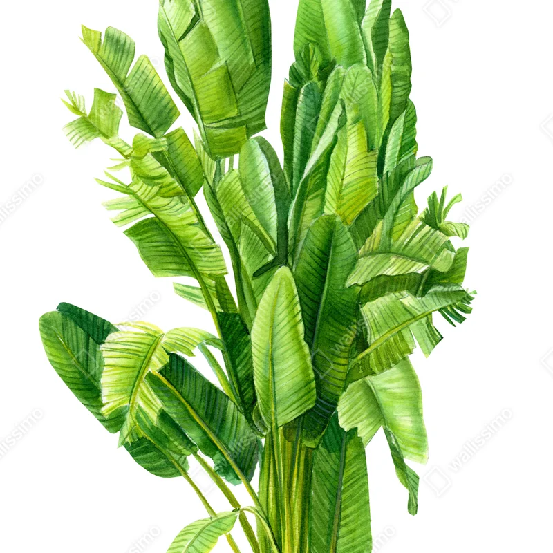 Poster tropische bananenblätter in aquarell Poster tropische bananenblätter in aquarell
