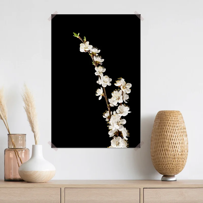 Poster zarter zweig mit aprikosenblüten auf schwarzem hintergrund Poster zarter zweig mit aprikosenblüten auf schwarzem hintergrund
