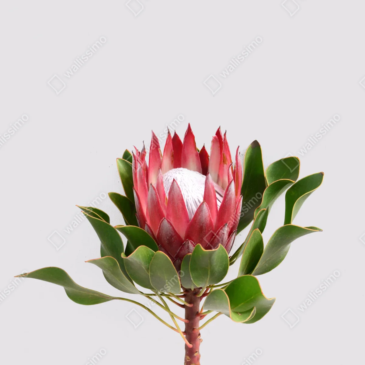 Repositionierbarer Aufkleber rosa protea auf neutralem hintergrund Repositionierbarer Aufkleber rosa protea auf neutralem hintergrund