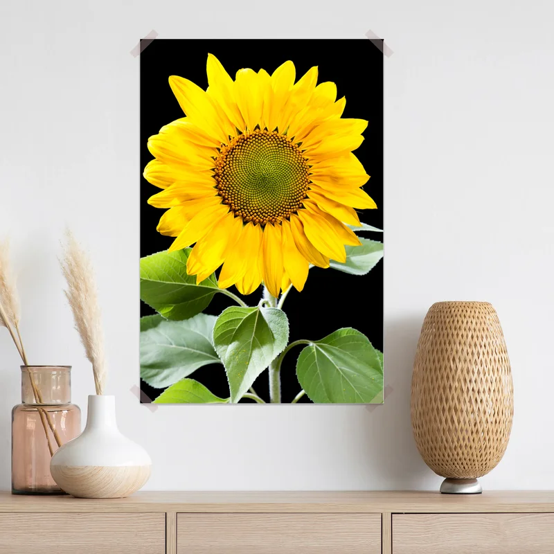 Poster leuchtende sonnenblume vor schwarzem hintergrund Poster leuchtende sonnenblume vor schwarzem hintergrund
