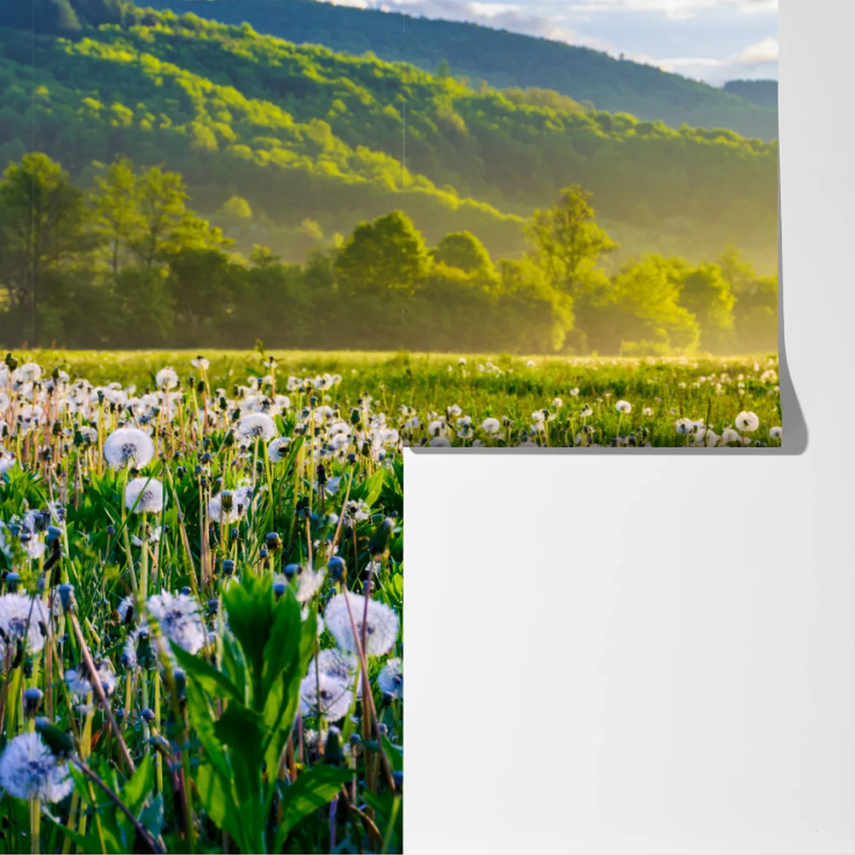 Fototapete neblige löwenzahnwiese im sonnenaufgang Fototapete neblige löwenzahnwiese im sonnenaufgang