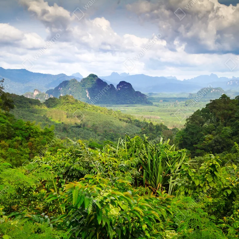 Poster Regenwald im Khao Sok Nationalpark • Poster bei Wallnifity® Poster Regenwald im Khao Sok Nationalpark • Poster bei Wallnifity®
