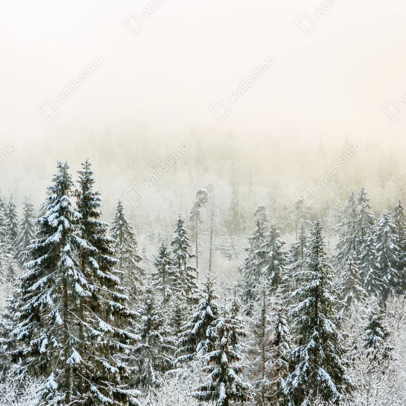 Fototapete verschneiter wald im sanften nebel Fototapete verschneiter wald im sanften nebel
