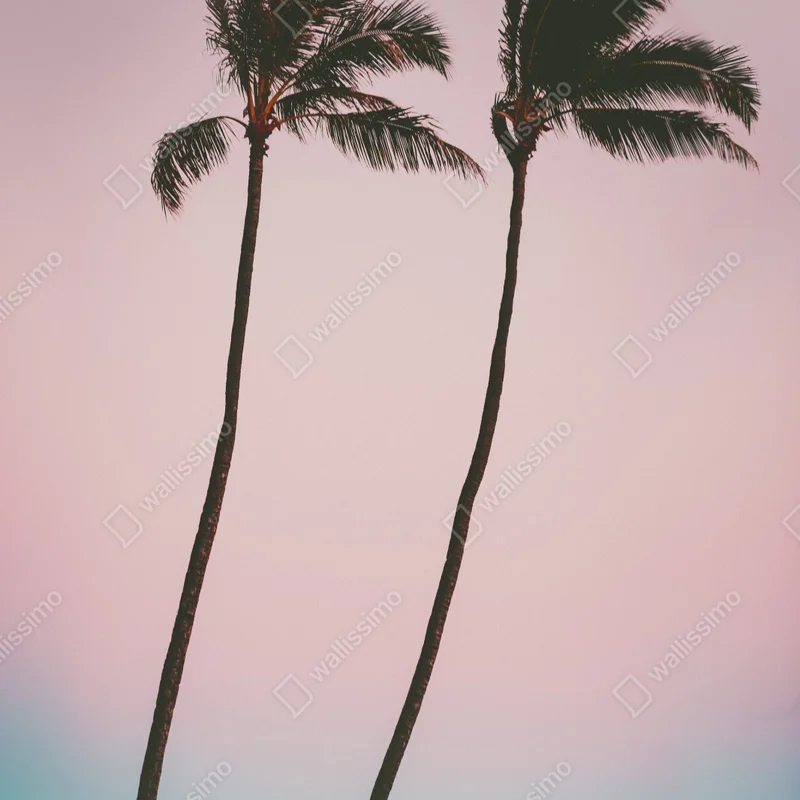 Poster pastellpalmen bei dämmerung Poster pastellpalmen bei dämmerung