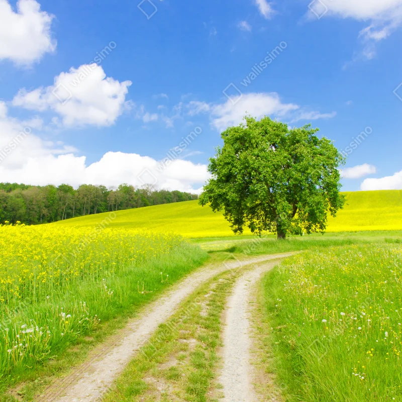 Leinwandbild sonniger feldweg mit einsamem baum Leinwandbild sonniger feldweg mit einsamem baum