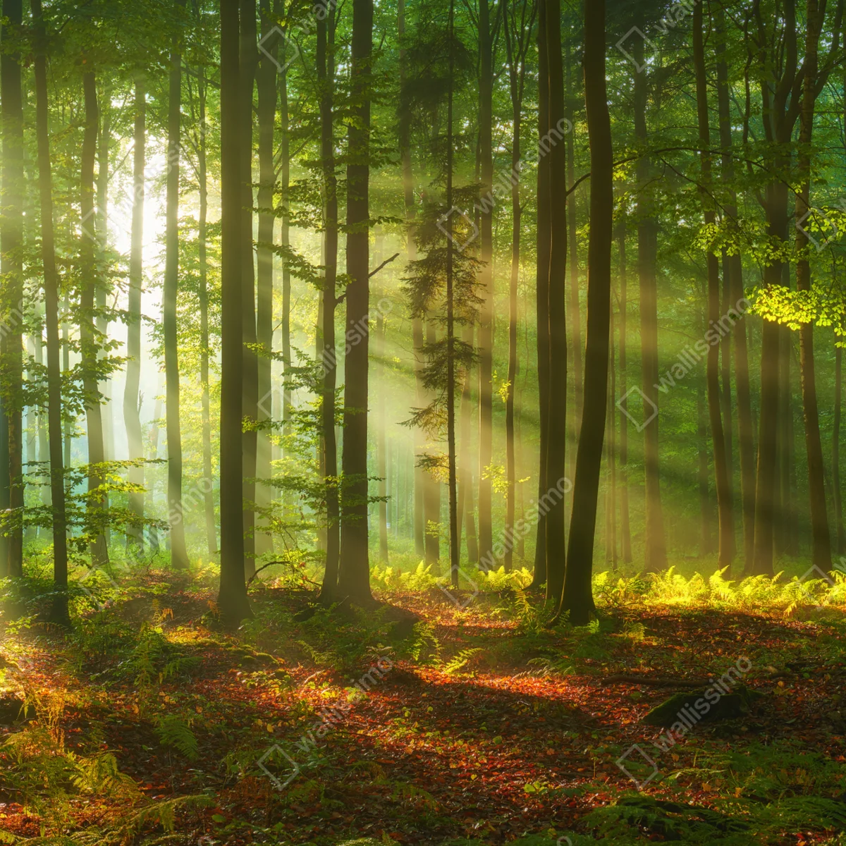 Schrankaufkleber morgendliches licht im grünen wald Schrankaufkleber morgendliches licht im grünen wald