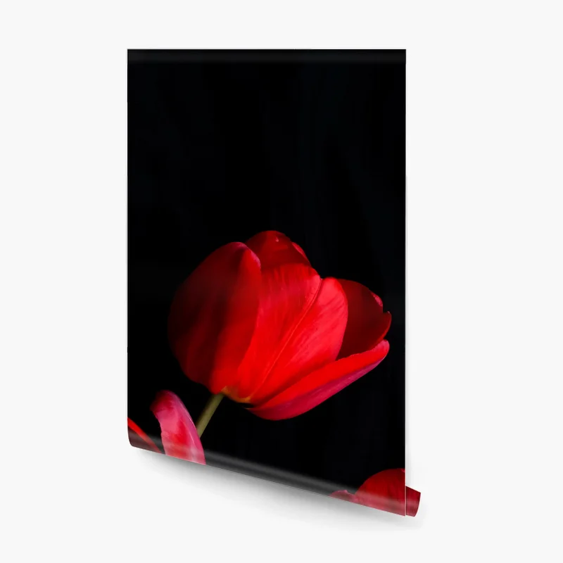 Fototapete drei rote tulpen vor schwarzem hintergrund Fototapete drei rote tulpen vor schwarzem hintergrund