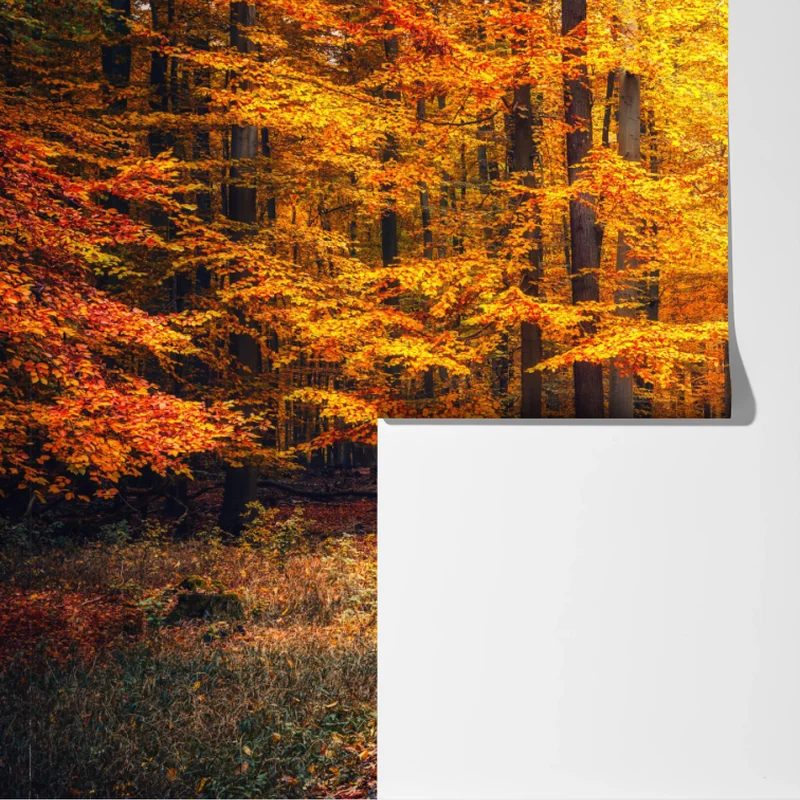 Fototapete herbstlicher waldpfad mit goldenen blättern Fototapete herbstlicher waldpfad mit goldenen blättern