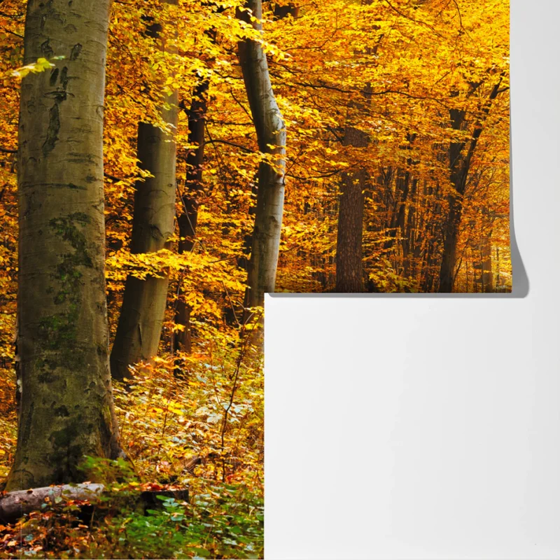 Fototapeta złota ścieżka w jesiennym lesie Fototapeta złota ścieżka w jesiennym lesie