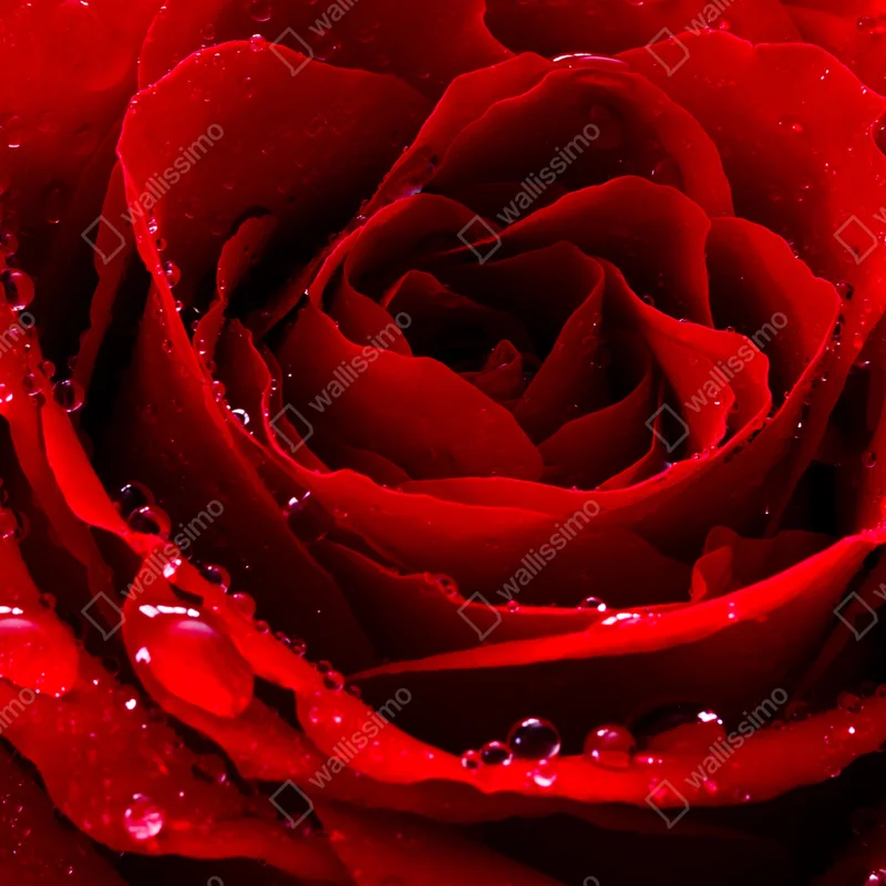 Laptop-Aufkleber leuchtend rote rose nahaufnahme Laptop-Aufkleber leuchtend rote rose nahaufnahme