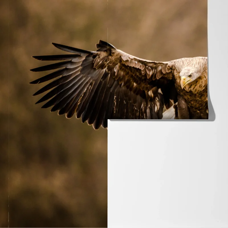 Fototapete majestätischer adler im flug Fototapete majestätischer adler im flug