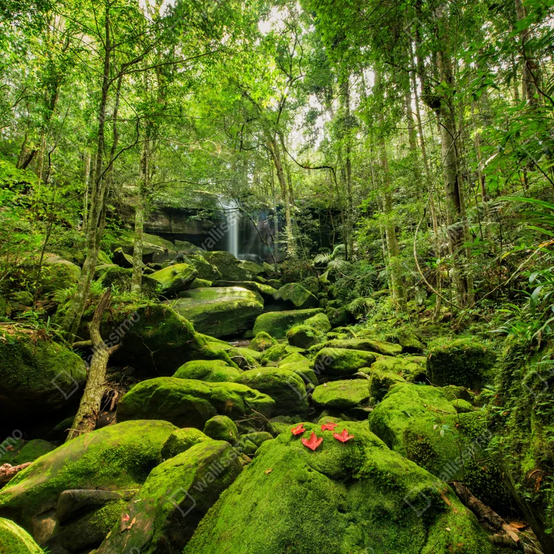 Fensteraufkleber üppiger moosbewachsener wasserfall im tropischen wald Fensteraufkleber üppiger moosbewachsener wasserfall im tropischen wald