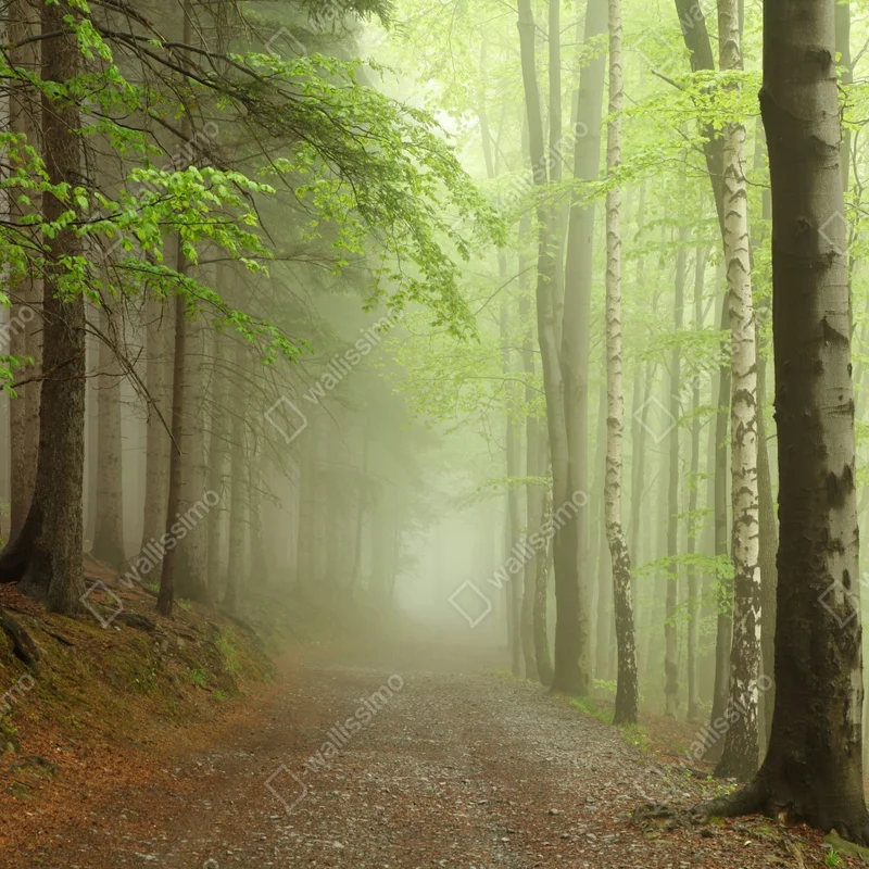 Repositionierbarer Aufkleber nebliger waldpfad Repositionierbarer Aufkleber nebliger waldpfad