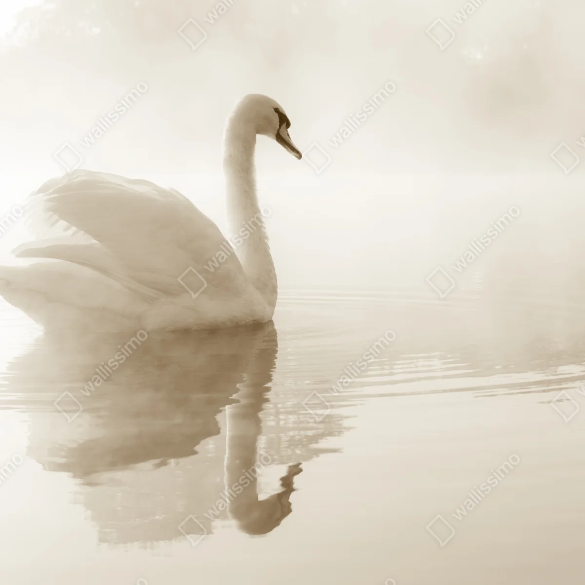 Repositionierbarer Aufkleber eleganter schwan im nebel Repositionierbarer Aufkleber eleganter schwan im nebel