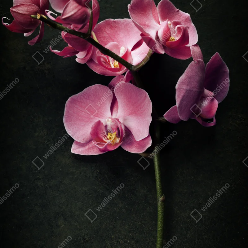 Schrankaufkleber rosa orchidee vor dunklem vintage-hintergrund Schrankaufkleber rosa orchidee vor dunklem vintage-hintergrund