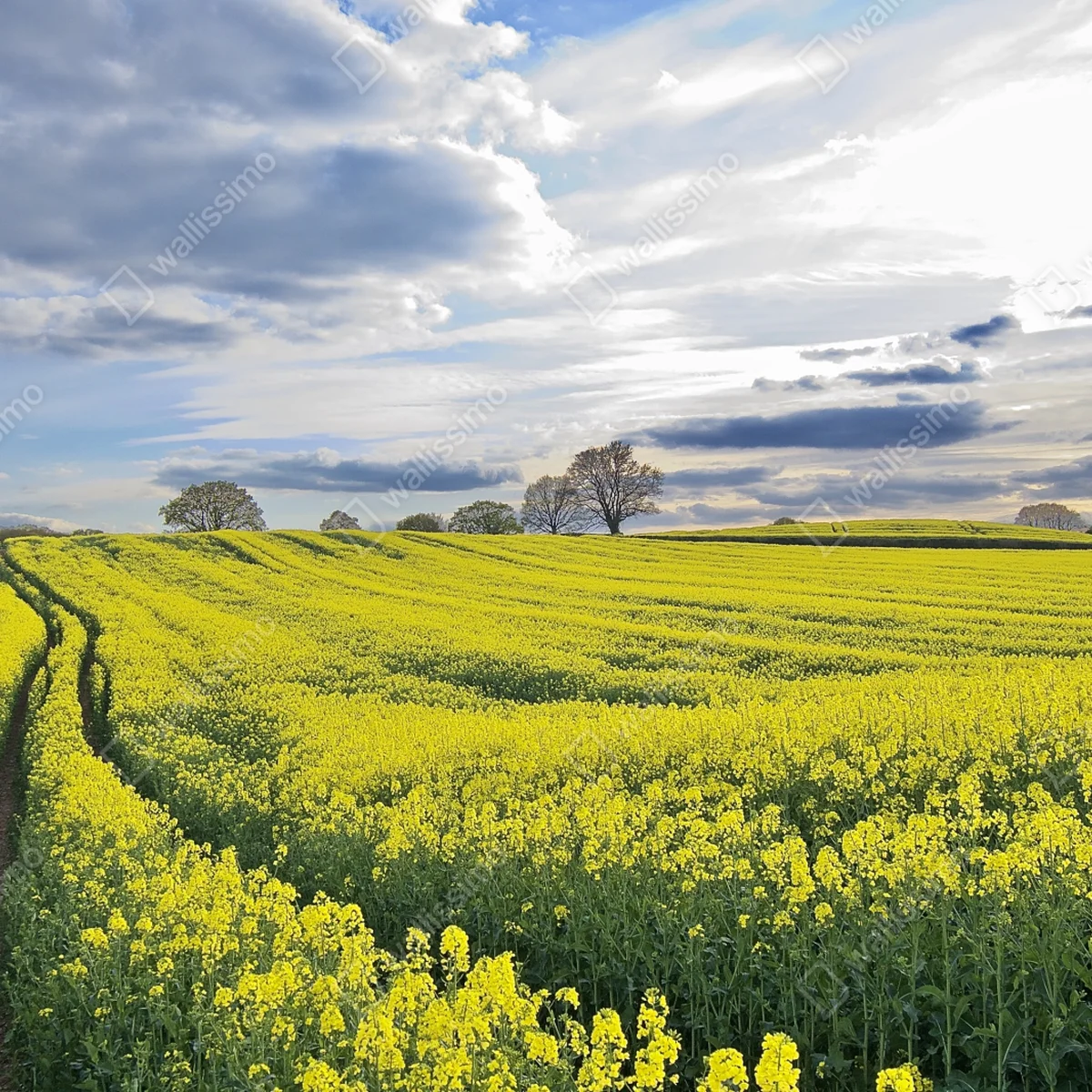 Poster goldenes rapsfeld unter dramatischem himmel • Poster bei Wallnifity® Poster goldenes rapsfeld unter dramatischem himmel • Poster bei Wallnifity®