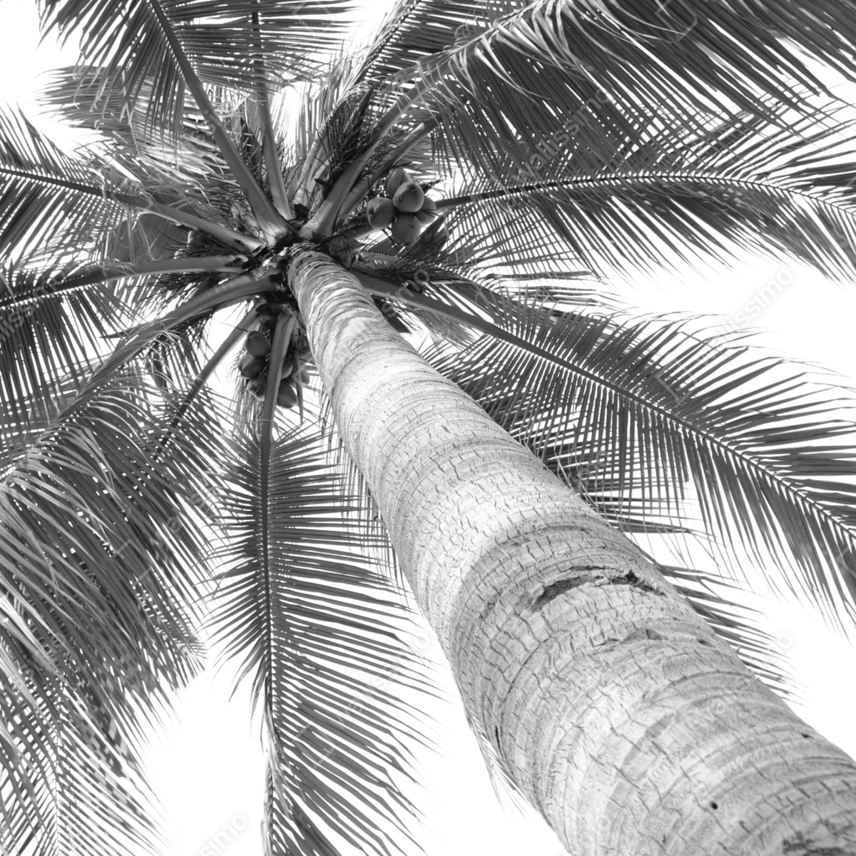 Poster monochrome palme aus der froschperspektive Poster monochrome palme aus der froschperspektive