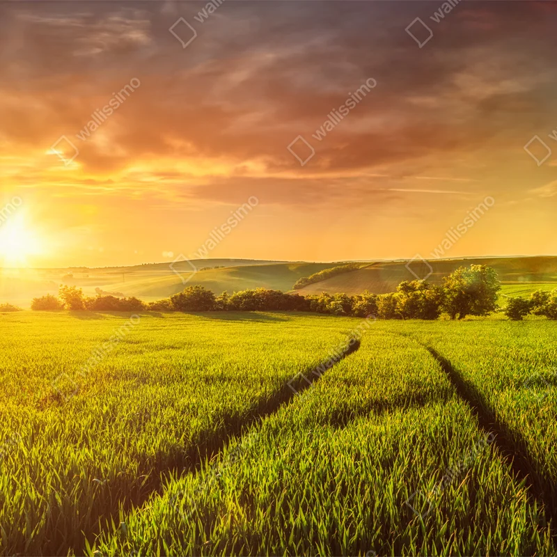 Fototapete sonnenbeschienene wiese im abendlicht Fototapete sonnenbeschienene wiese im abendlicht