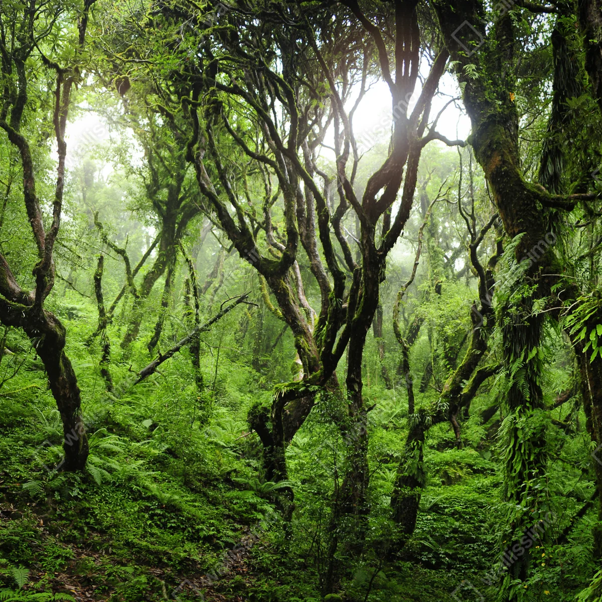 Tischaufkleber und Schreibtischaufkleber mystischer grüner wald Tischaufkleber und Schreibtischaufkleber mystischer grüner wald