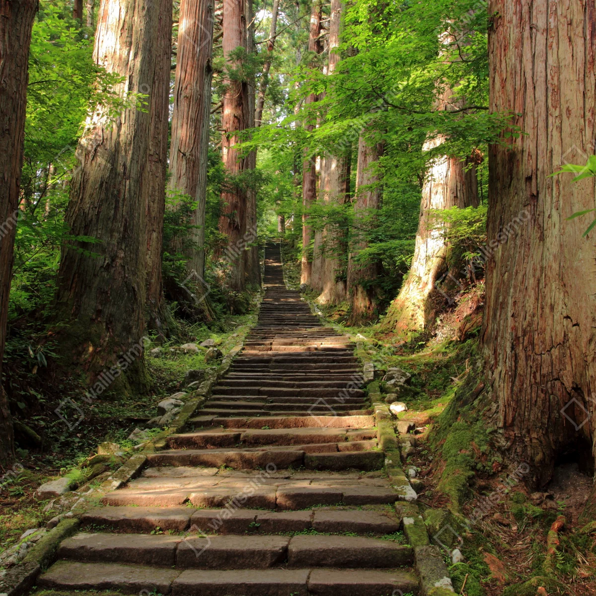 Fototapeta kamienne schody w starym lesie Fototapeta kamienne schody w starym lesie