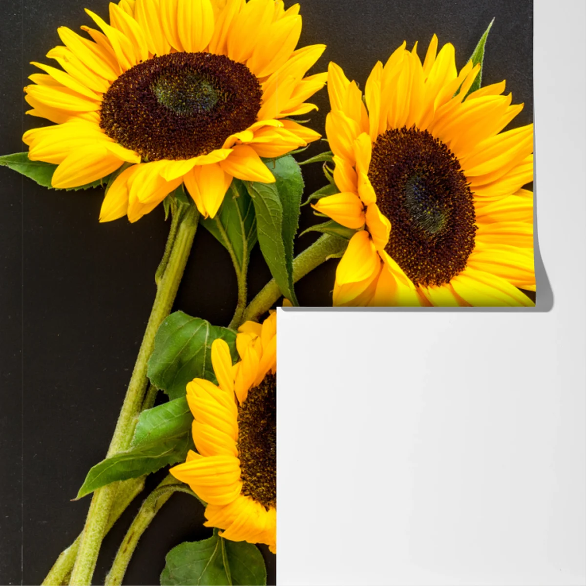 Fototapete sonnenblumenstrauß auf schwarzem hintergrund Fototapete sonnenblumenstrauß auf schwarzem hintergrund