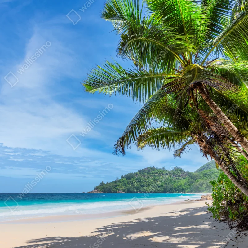 Leinwandbild tropischer strand mit palmen und segelboot Leinwandbild tropischer strand mit palmen und segelboot