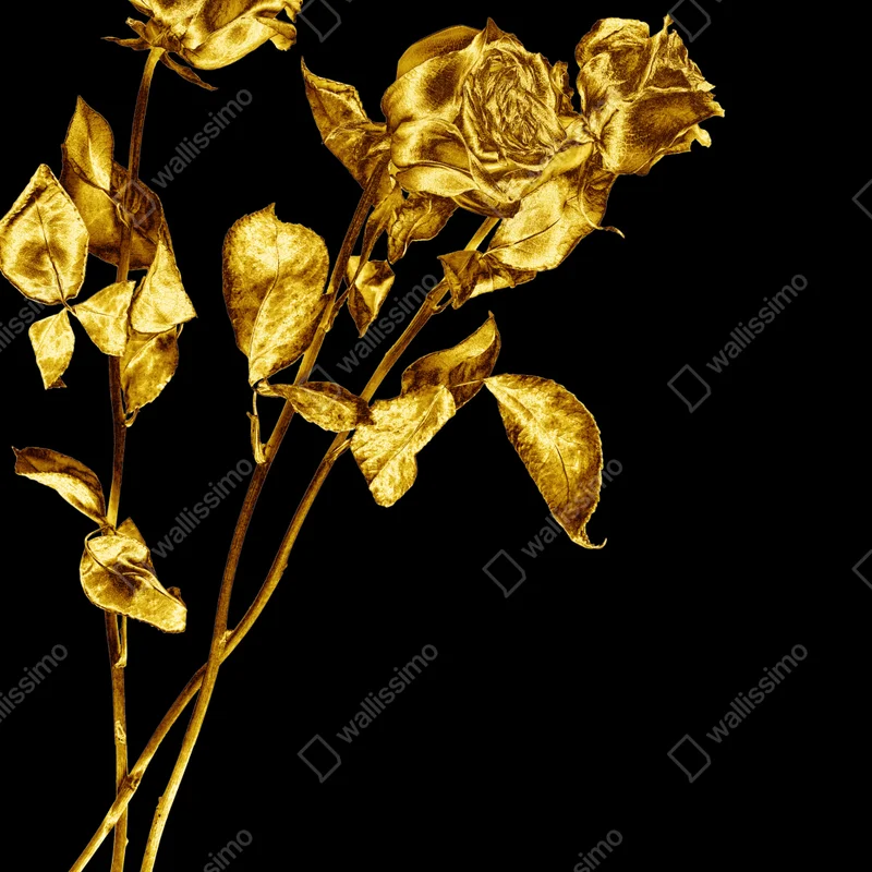 Schrankaufkleber goldene rosen vor schwarzem hintergrund Schrankaufkleber goldene rosen vor schwarzem hintergrund
