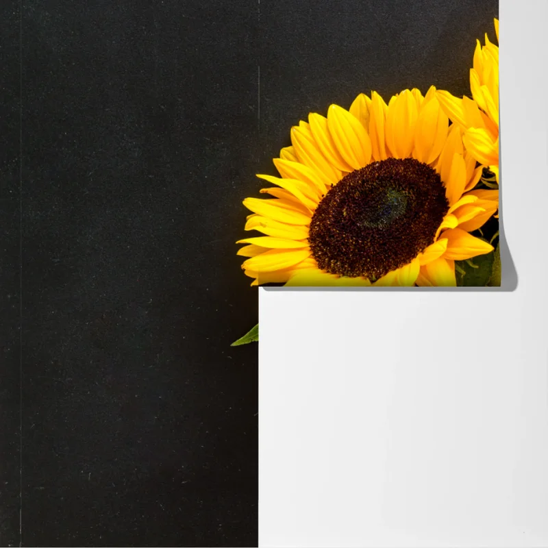 Fototapete leuchtende sonnenblumen auf schwarzem hintergrund Fototapete leuchtende sonnenblumen auf schwarzem hintergrund