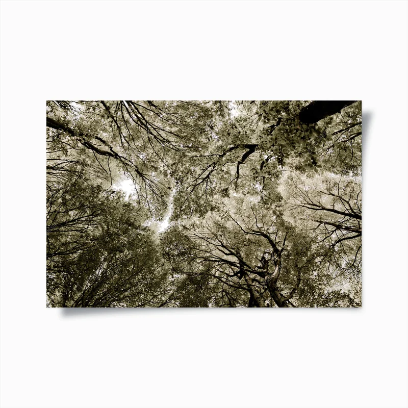Poster Waldgewebe - Baumwipfel abstrakte Ansicht in Philadelphia • Poster bei Wallnifity® Poster Waldgewebe - Baumwipfel abstrakte Ansicht in Philadelphia • Poster bei Wallnifity®