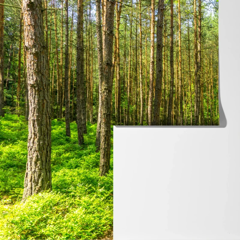 Fototapeta słoneczna leśna ścieżka wśród sosen Fototapeta słoneczna leśna ścieżka wśród sosen