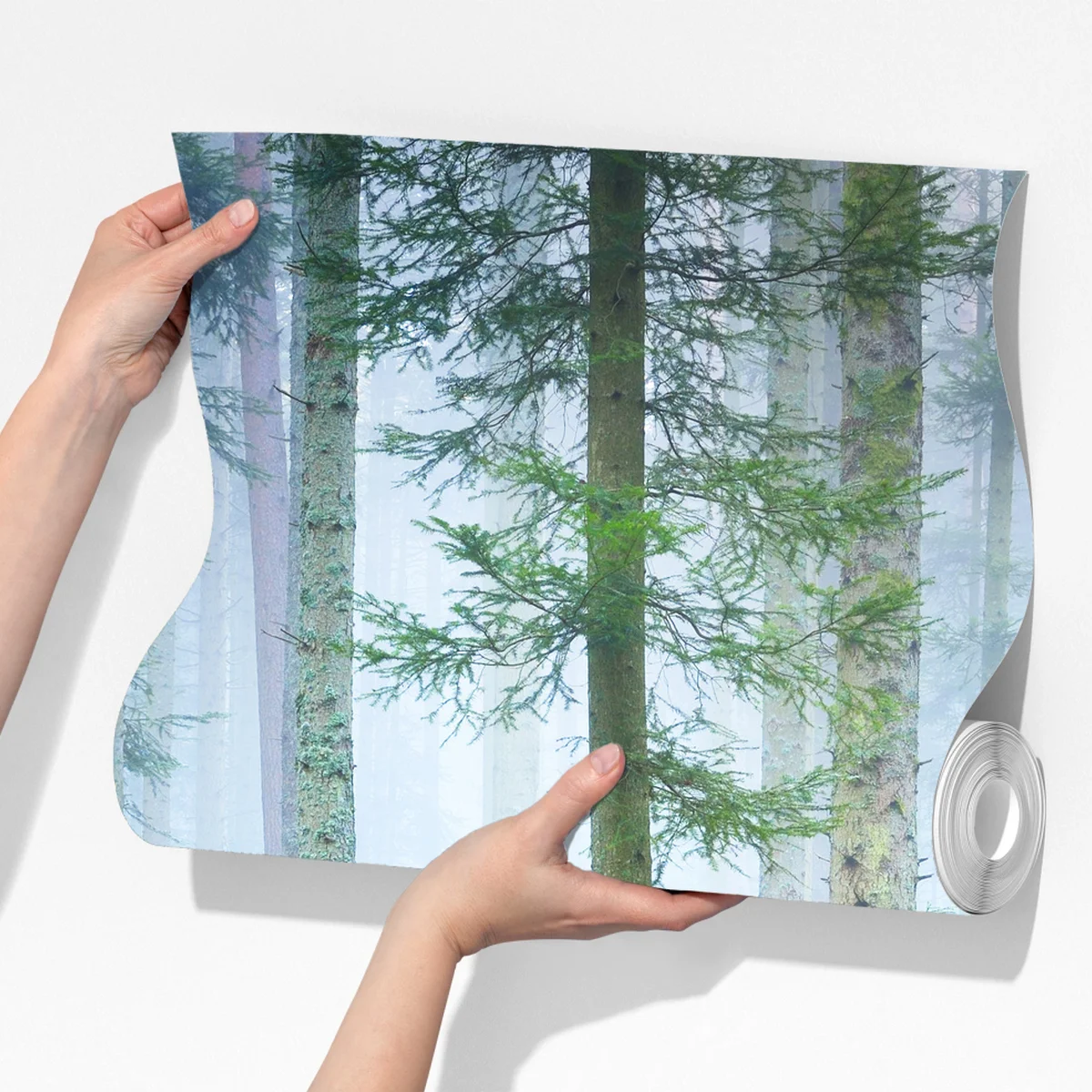 Fototapeta mglisty las sosnowy z Alzacji Fototapeta mglisty las sosnowy z Alzacji