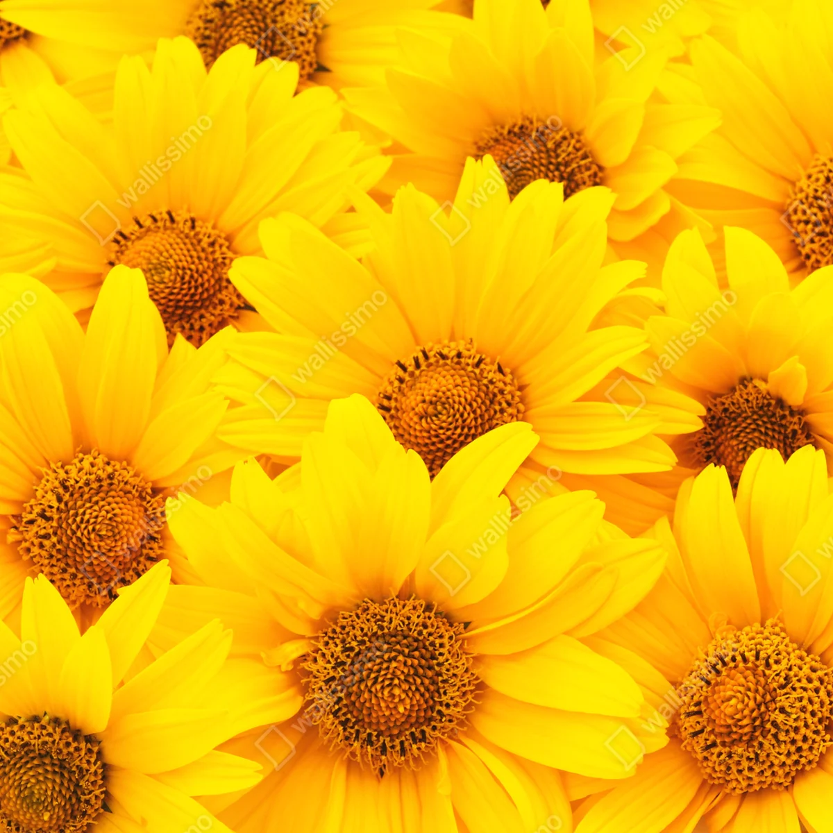 Türaufkleber leuchtende gelbe sonnenblumen in nahaufnahme Türaufkleber leuchtende gelbe sonnenblumen in nahaufnahme