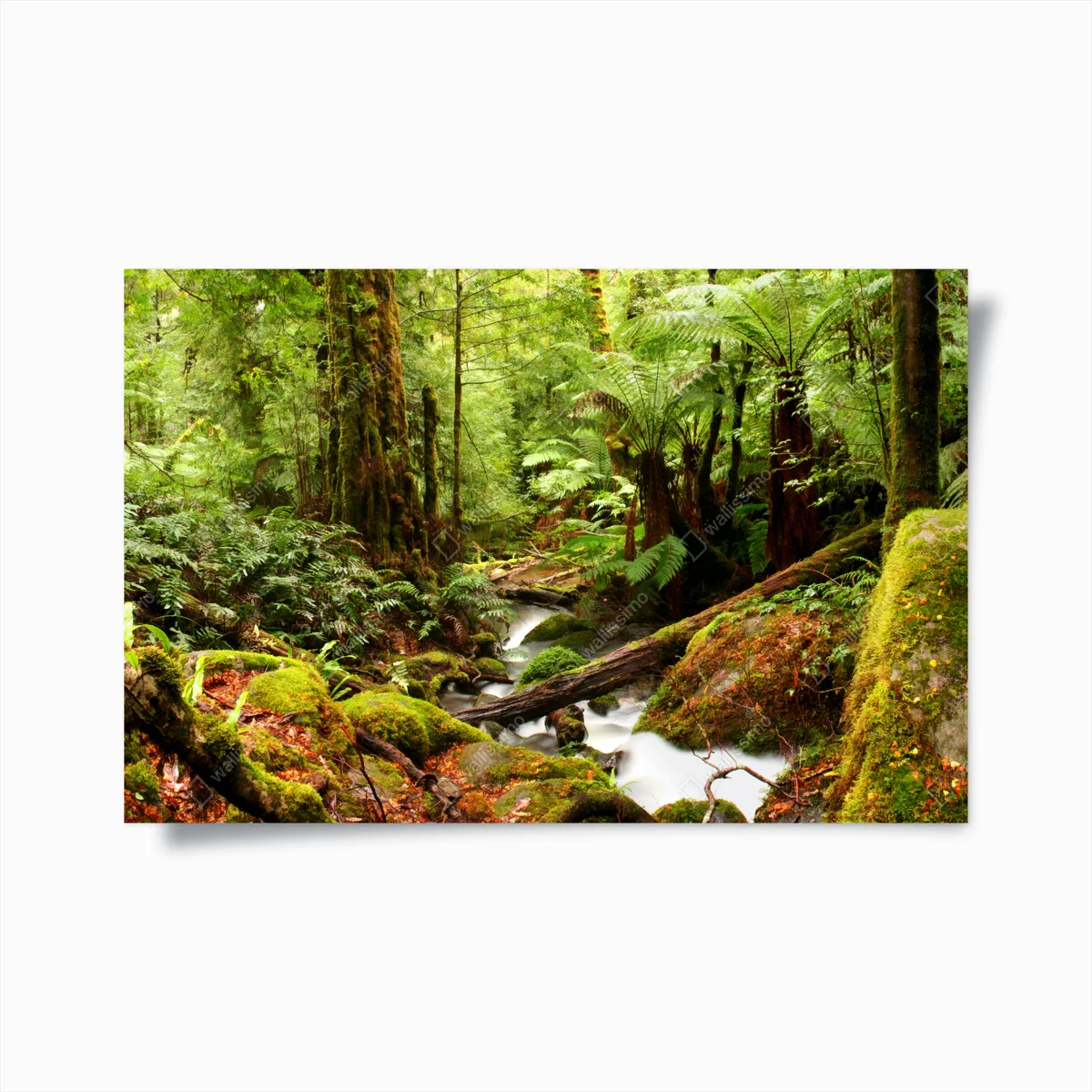 Poster üppiger moosbewachsener regenwaldbach in Victoria • Poster bei Wallnifity® Poster üppiger moosbewachsener regenwaldbach in Victoria • Poster bei Wallnifity®