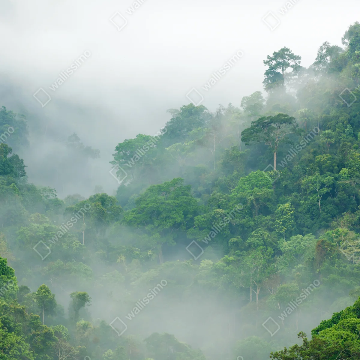 Fototapete morgendlicher nebel über Kaeng Krachan Fototapete morgendlicher nebel über Kaeng Krachan