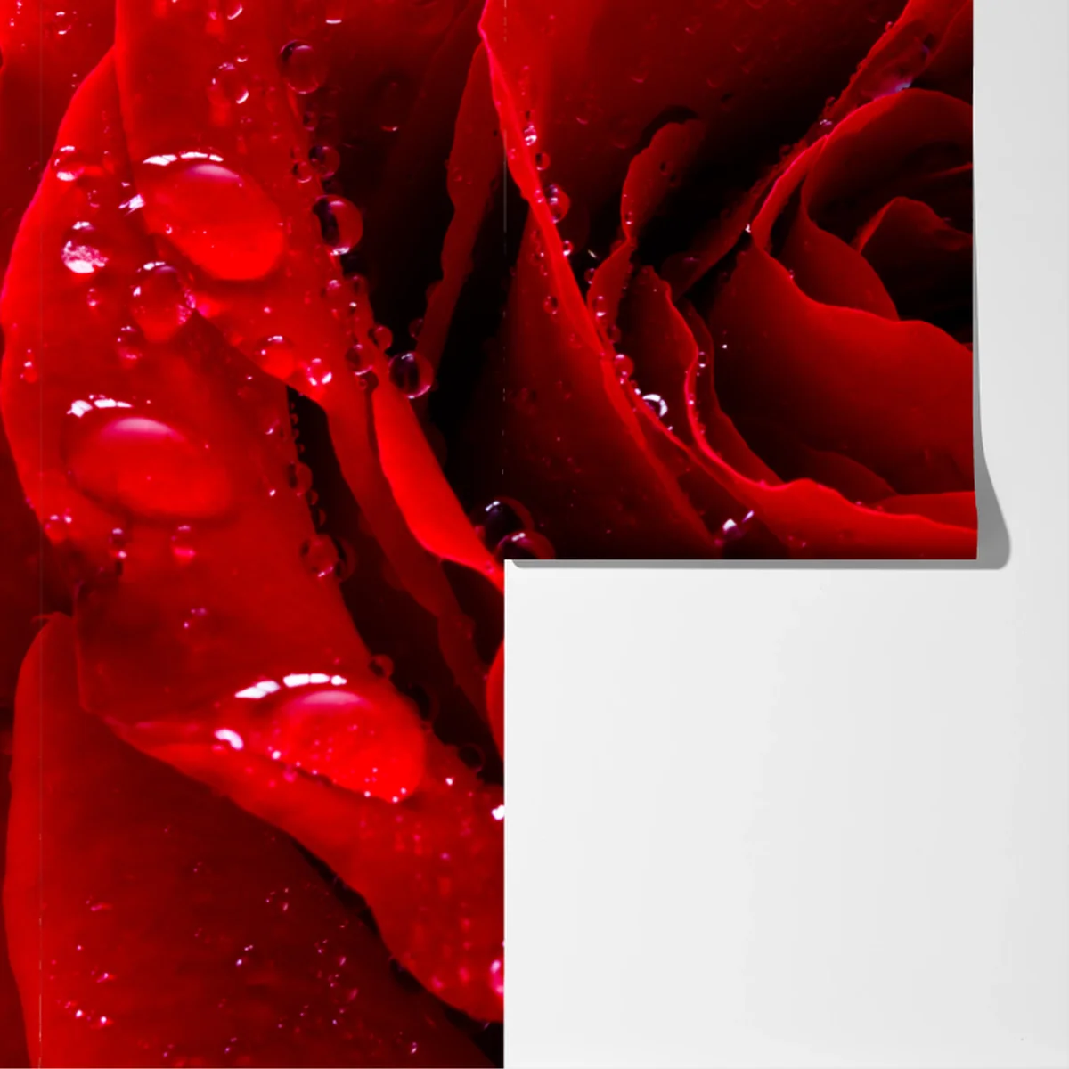 Fototapete leuchtend rote rose nahaufnahme Fototapete leuchtend rote rose nahaufnahme