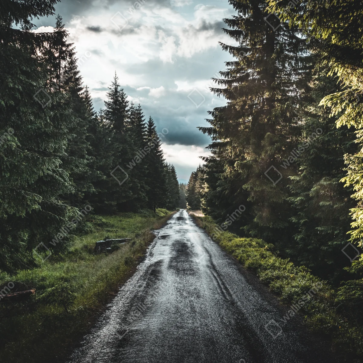 Leinwandbild waldweg durch neblige kiefern Leinwandbild waldweg durch neblige kiefern